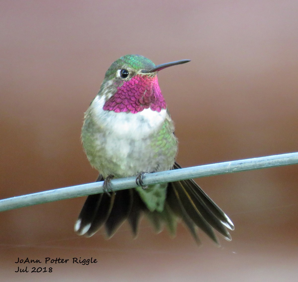 Broad-tailed Hummingbird - ML108539751
