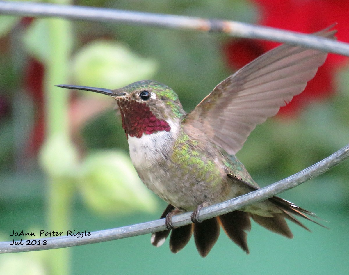 Broad-tailed Hummingbird - ML108539811