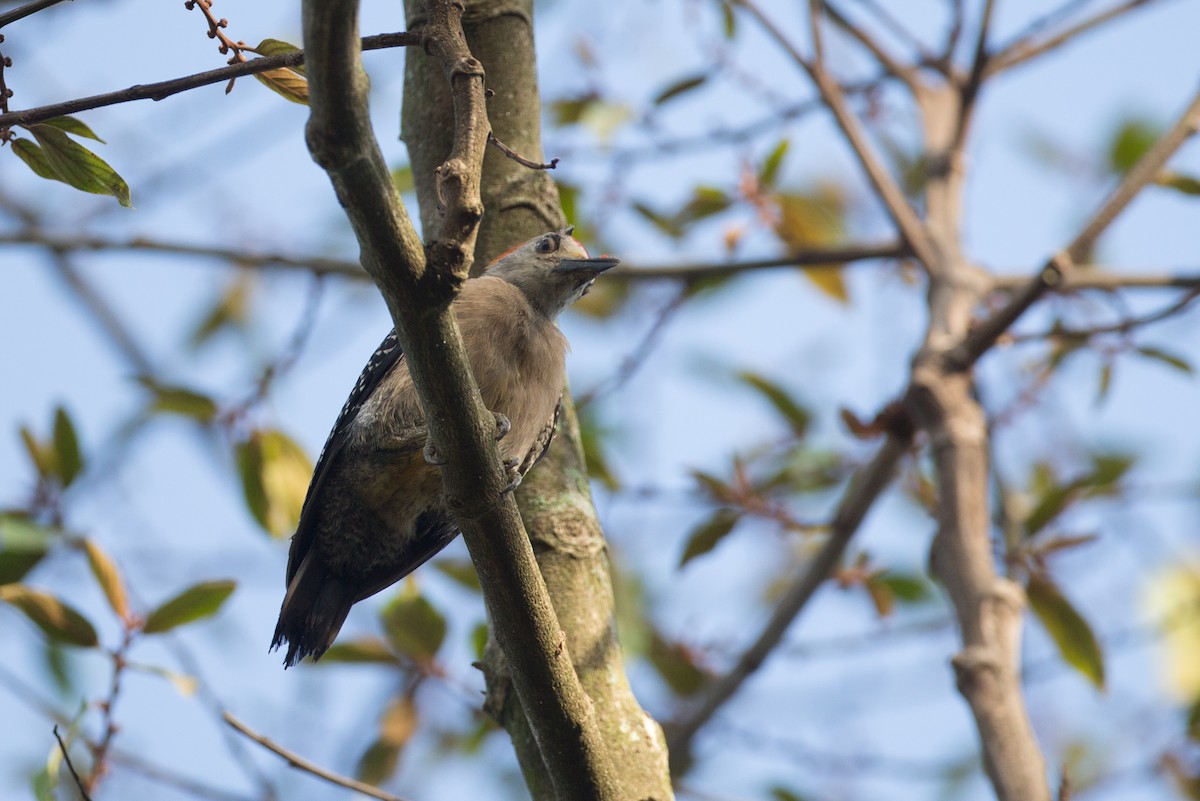 Golden-fronted Woodpecker (Velasquez's) - Chris Wood
