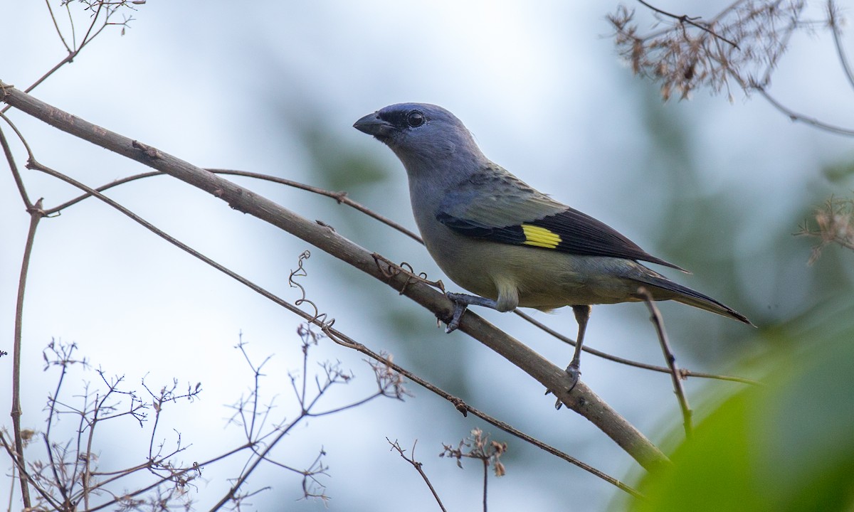 Yellow-winged Tanager - ML108540441