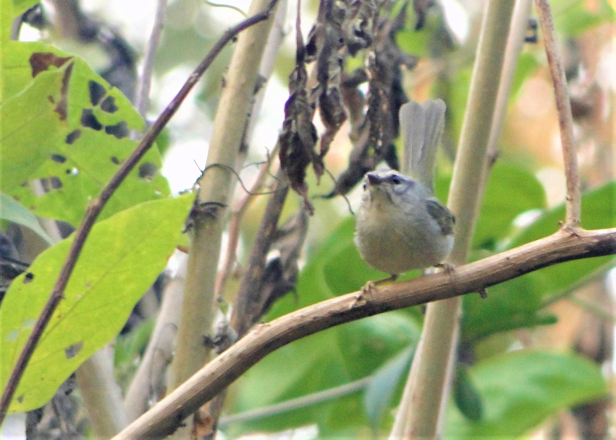 Golden-crowned Warbler (White-bellied) - ML108542211