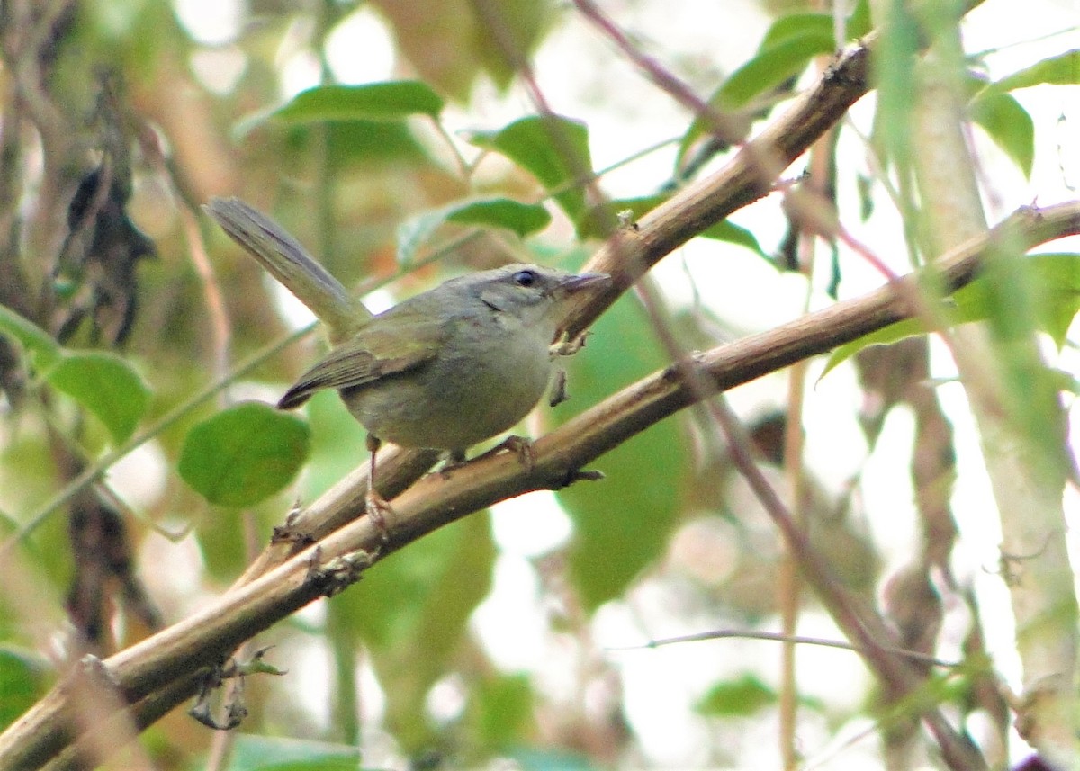 Golden-crowned Warbler (White-bellied) - ML108542241