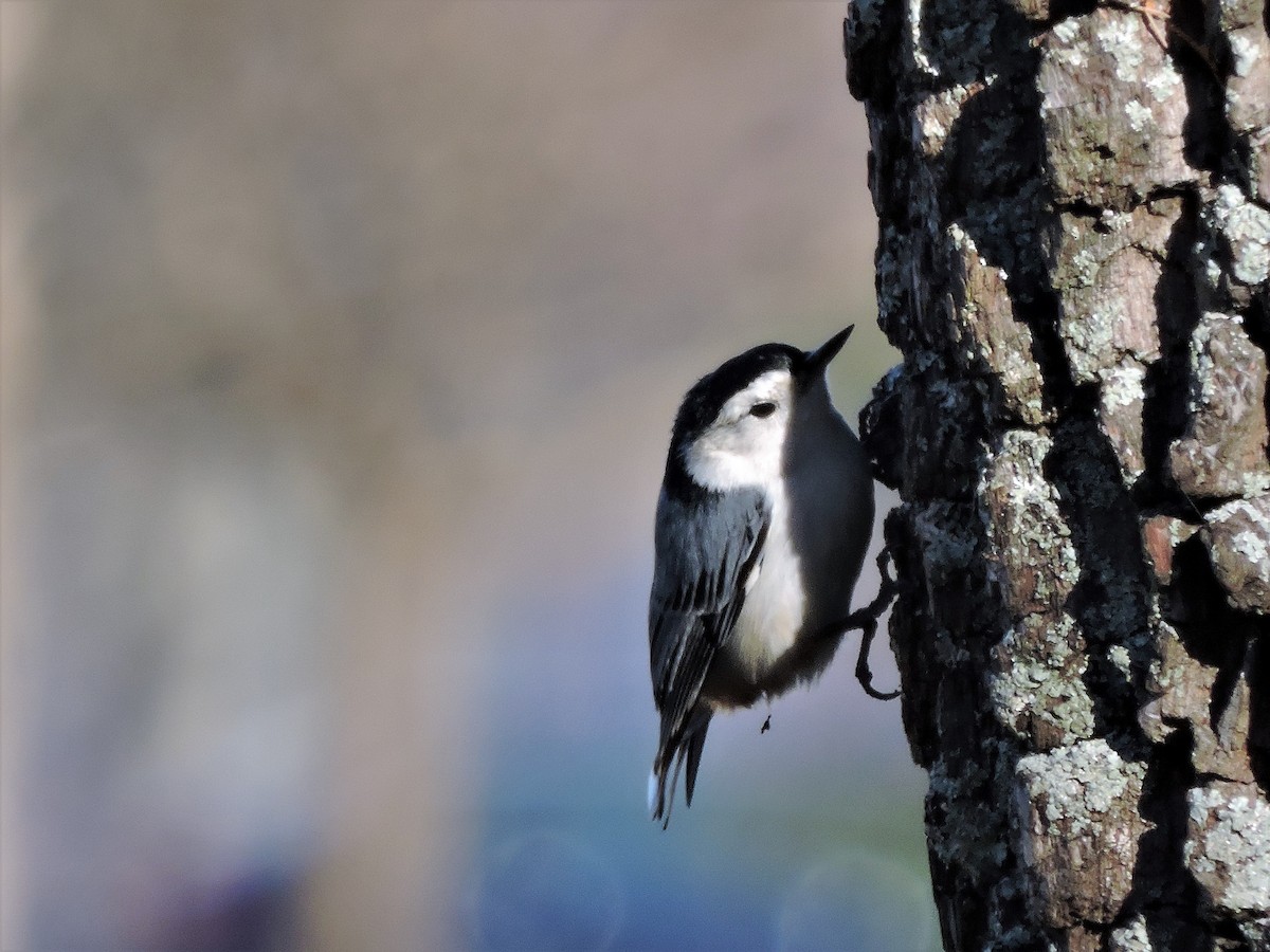 White-breasted Nuthatch - ML108542801