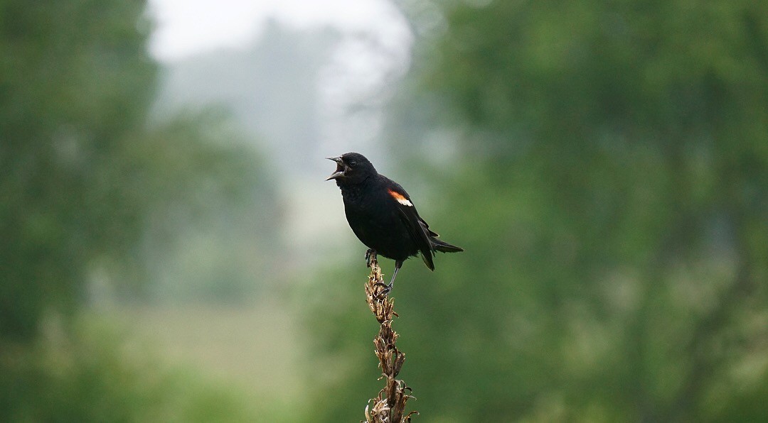 Red-winged Blackbird - Meg Ocampo