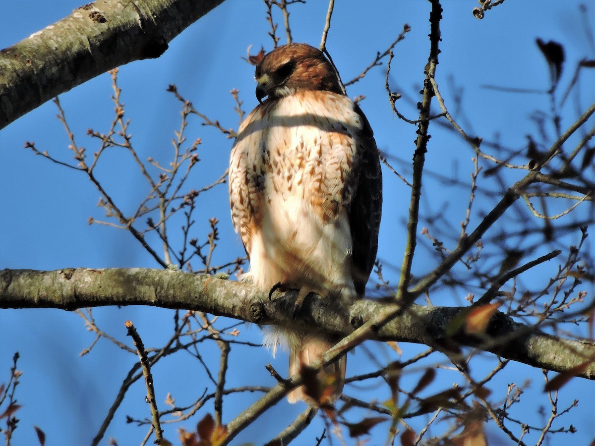 Red-tailed Hawk - ML108543021