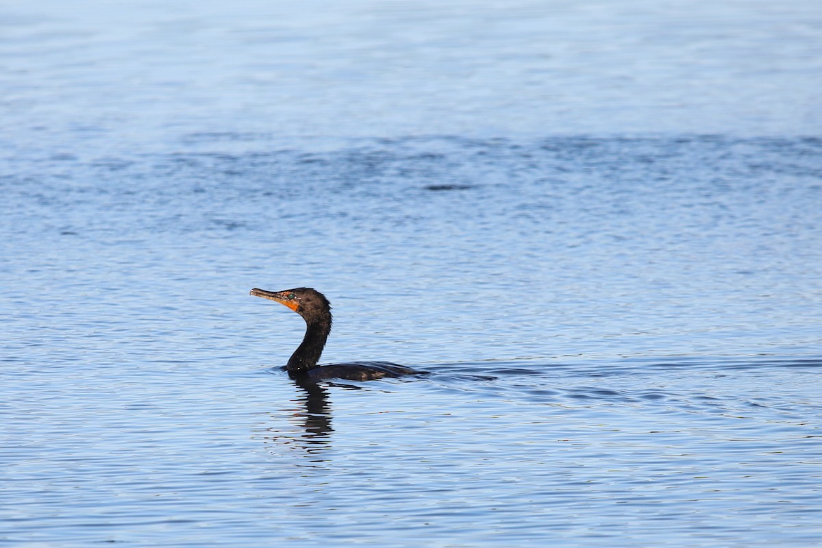 Double-crested Cormorant - D Brush