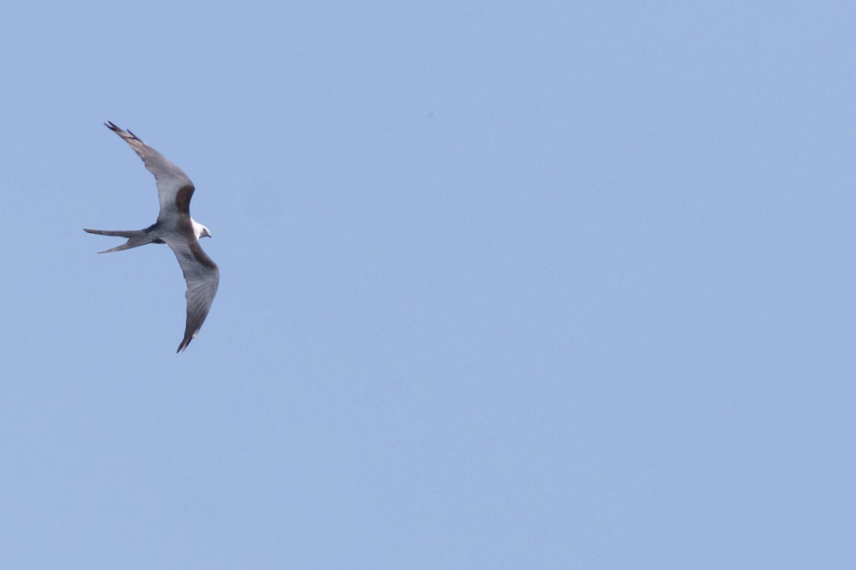 Swallow-tailed Kite - Doug Gochfeld