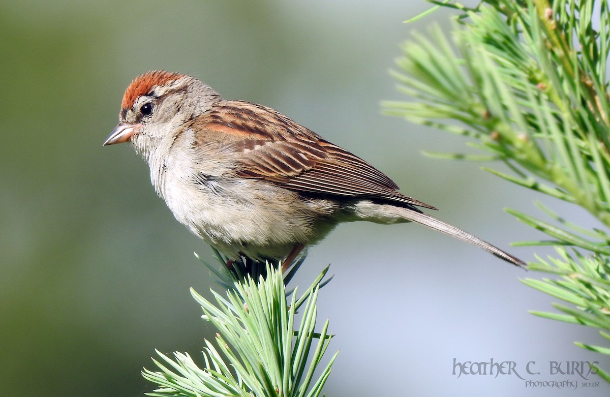 Chipping Sparrow - Heather Burns