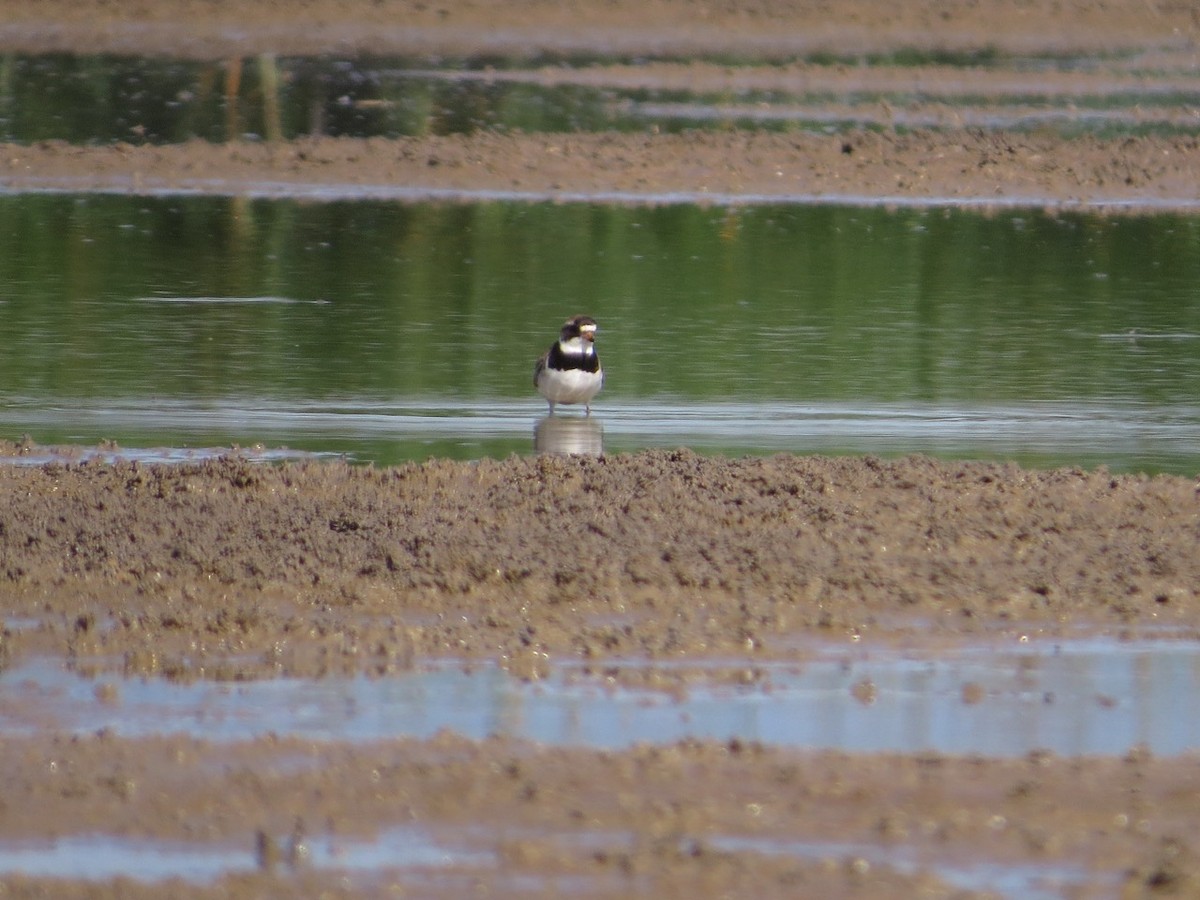 Semipalmated Plover - Isaac  Denzer