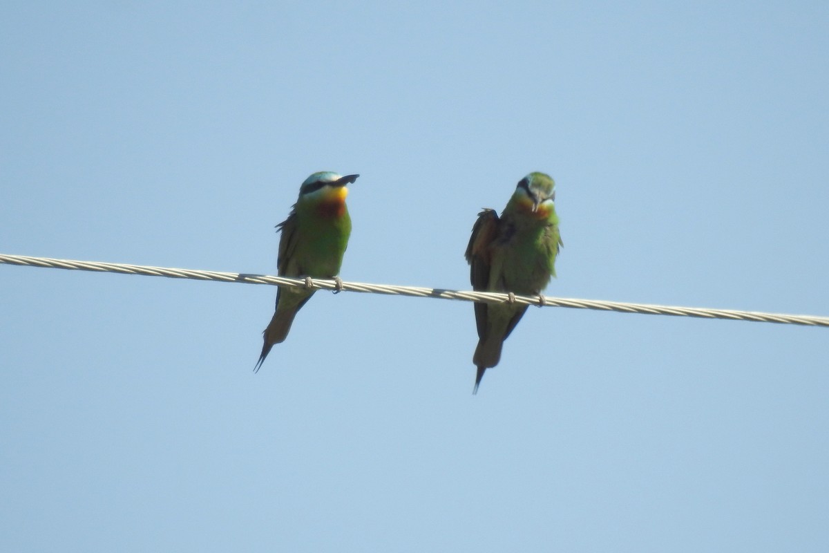 Blue-cheeked Bee-eater - ML108552131