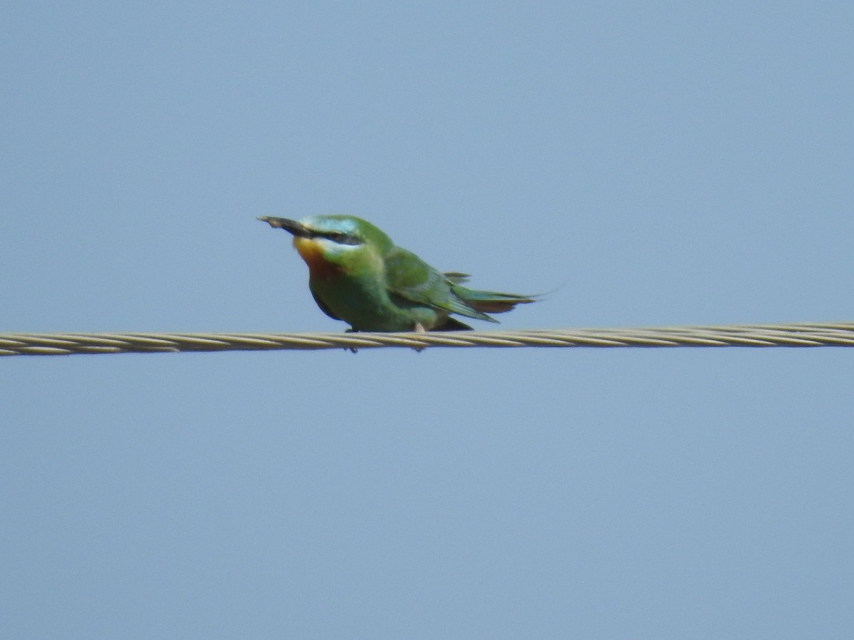 Blue-cheeked Bee-eater - ML108552161