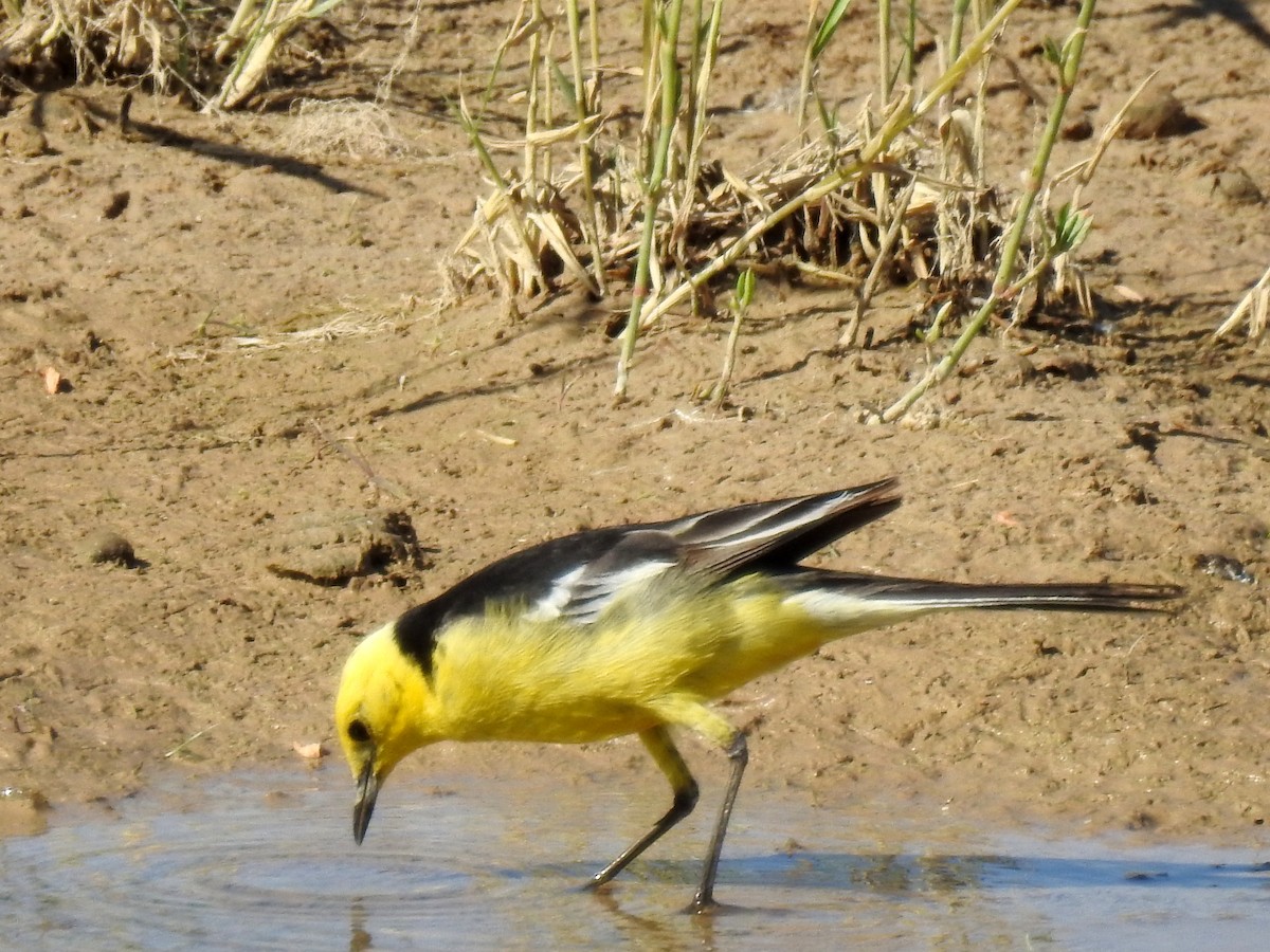 Citrine Wagtail (Black-backed) - ML108553411