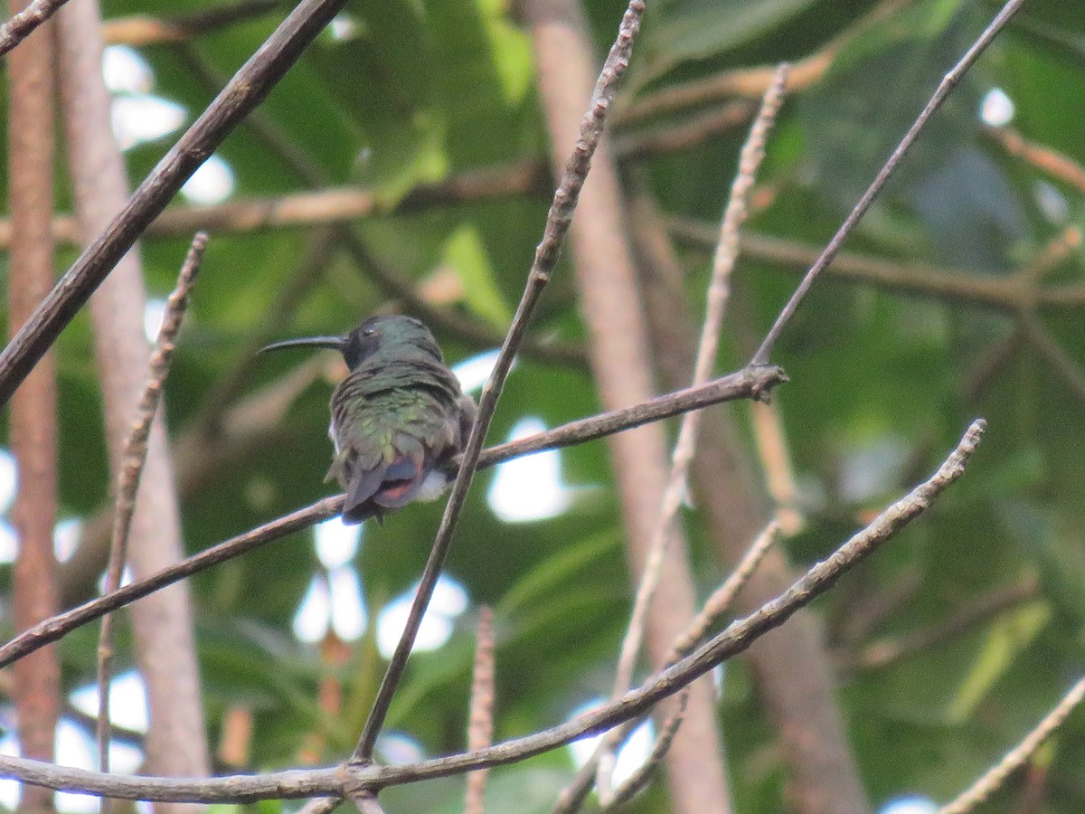 kolibřík zelenohrdlý - ML108553531