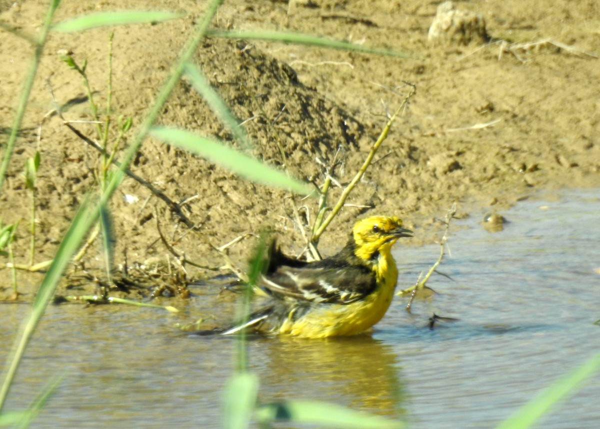 Citrine Wagtail (Black-backed) - ML108553861