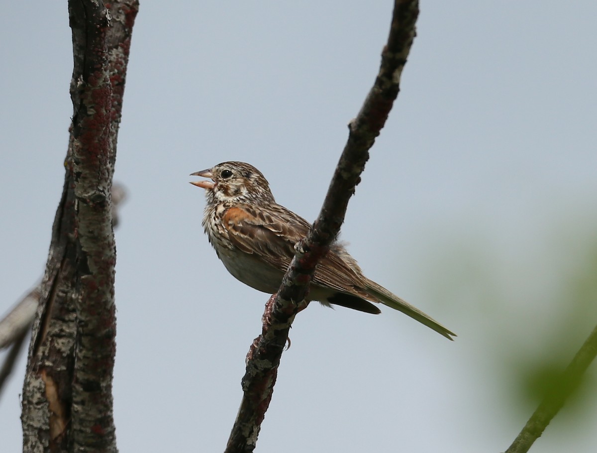 Vesper Sparrow - Raymond Ladurantaye