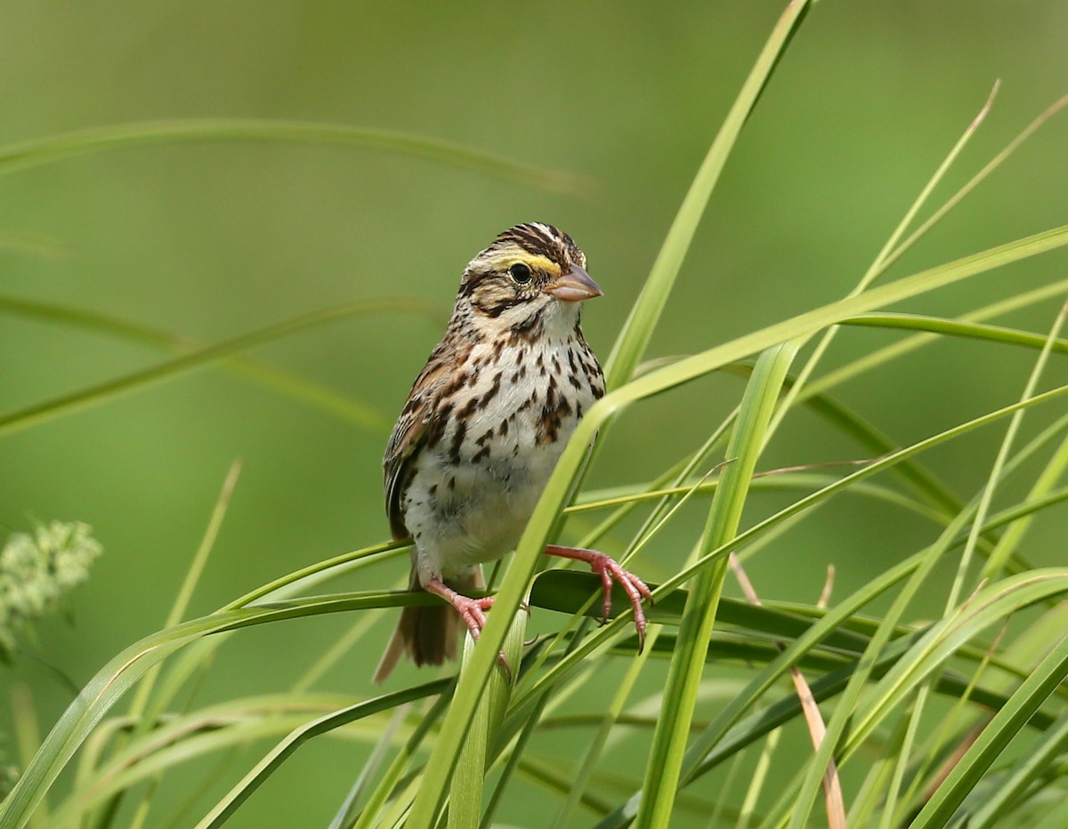 Savannah Sparrow - ML108554121