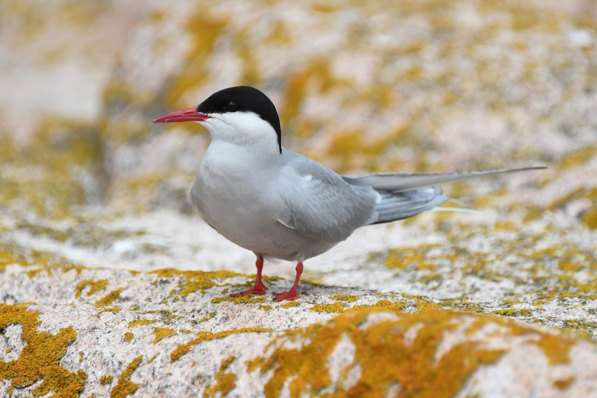 Arctic Tern - Christopher Gilbert