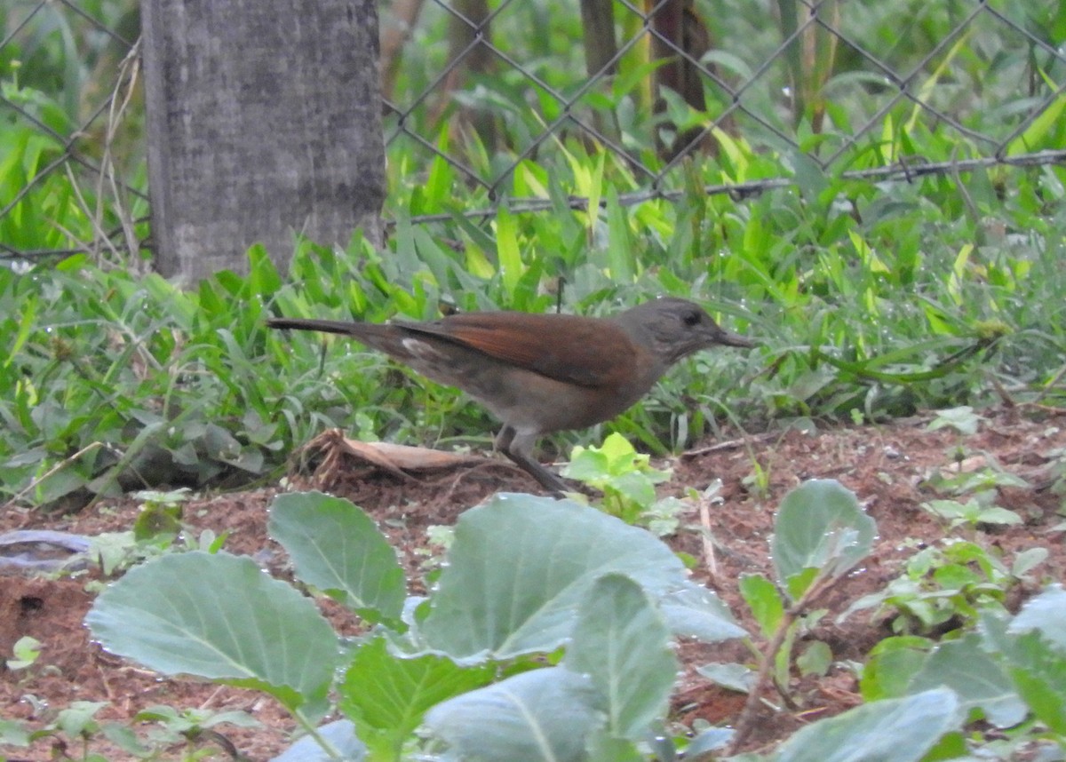 Pale-breasted Thrush - ML108559251