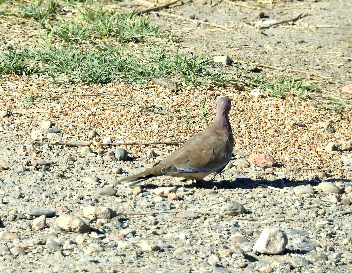 Laughing Dove - ML108560991