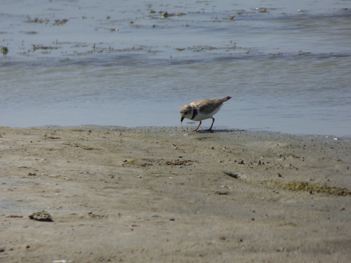 Piping Plover - Quinn F.
