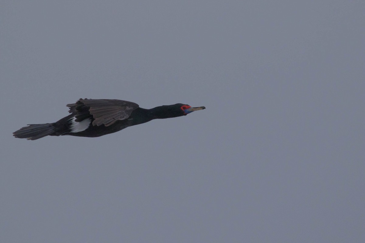 Red-faced Cormorant - ML108569981