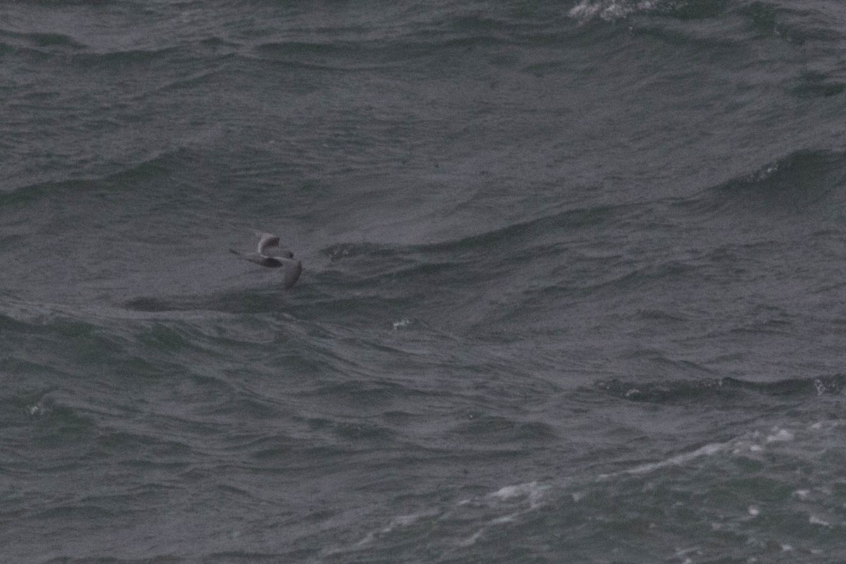 Fork-tailed Storm-Petrel - ML108570211