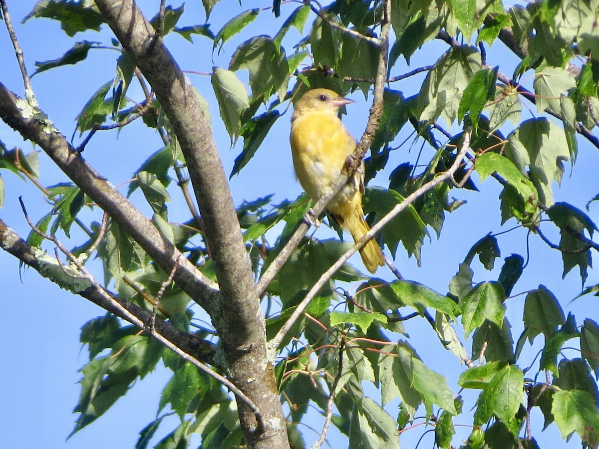Orchard Oriole - ML108574481