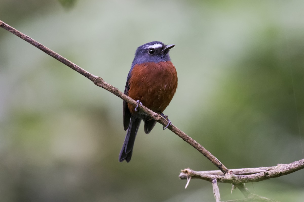 Chestnut-bellied Chat-Tyrant - Diego Emerson Torres