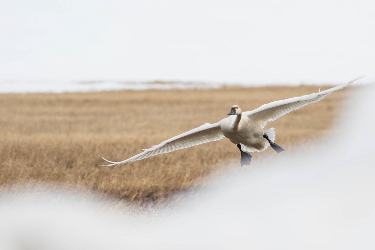 Tundra Swan (Whistling) - Doug Gochfeld