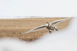 Tundra Swan (Whistling), ML108578181