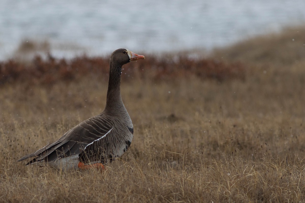 Greater White-fronted Goose - Doug Gochfeld