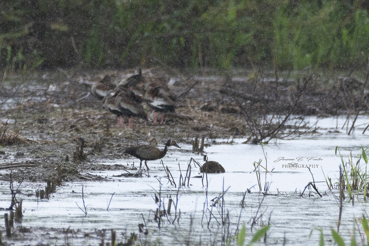 White-faced Whistling-Duck - Jerome Foster
