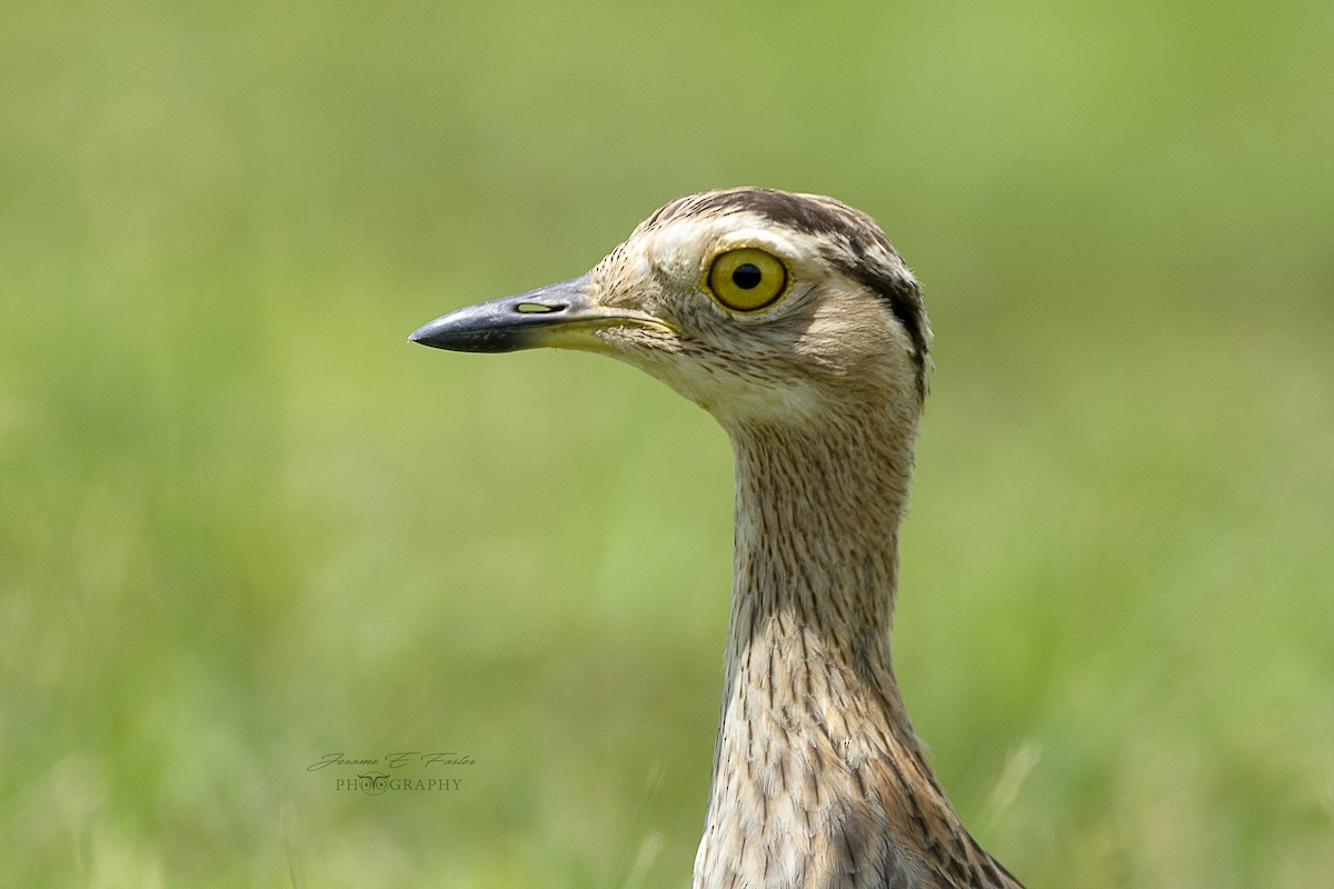 Double-striped Thick-knee - Jerome Foster