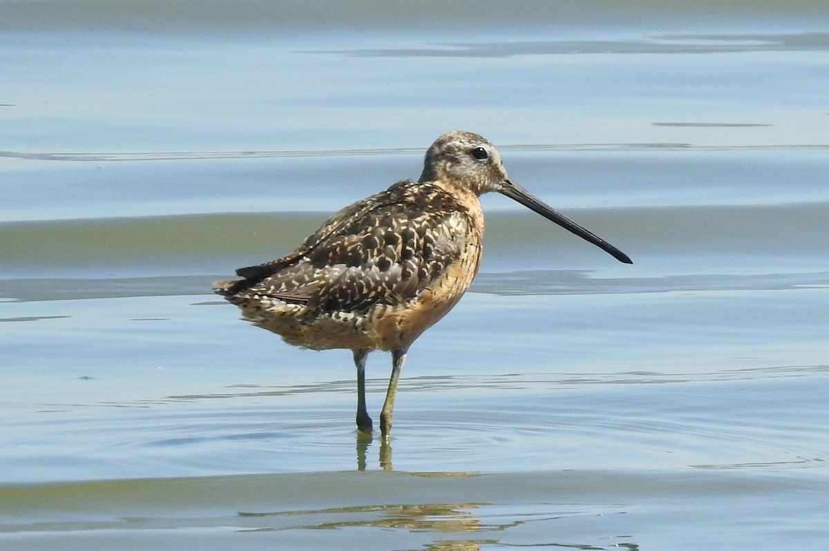 Long-billed Dowitcher - ML108584751