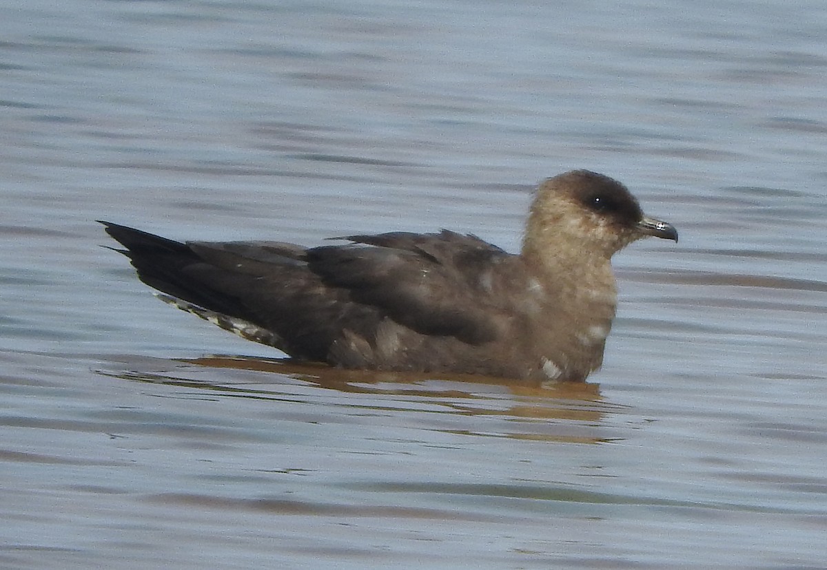 Long-tailed Jaeger - ML108585561