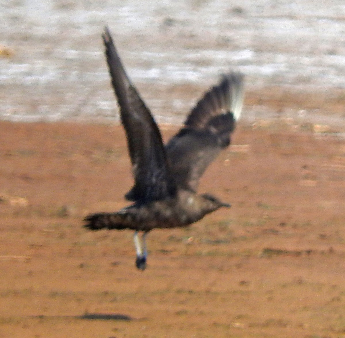 Long-tailed Jaeger - ML108585591