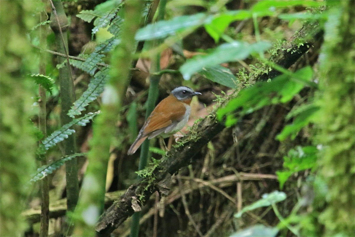 Red-throated Alethe - Gil Ewing
