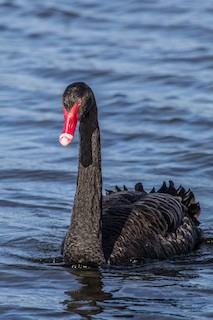 Black Swan, ML108586001