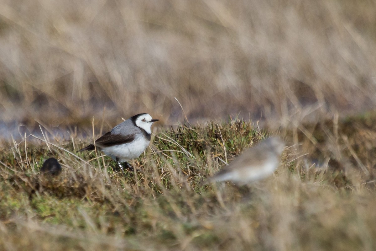 White-fronted Chat - ML108586381