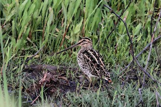  - African Snipe