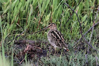  - African Snipe