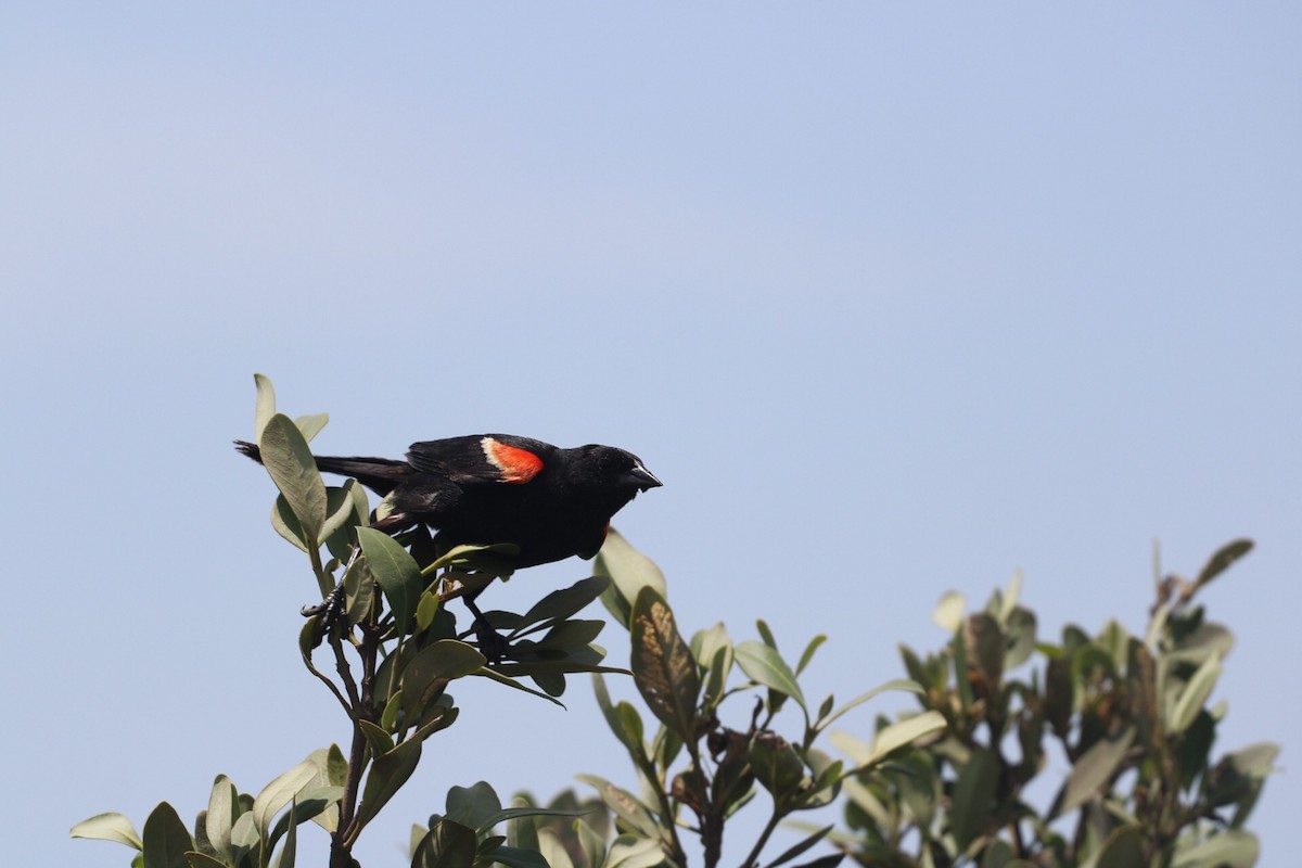 Red-winged Blackbird - Andrew de Koeyer
