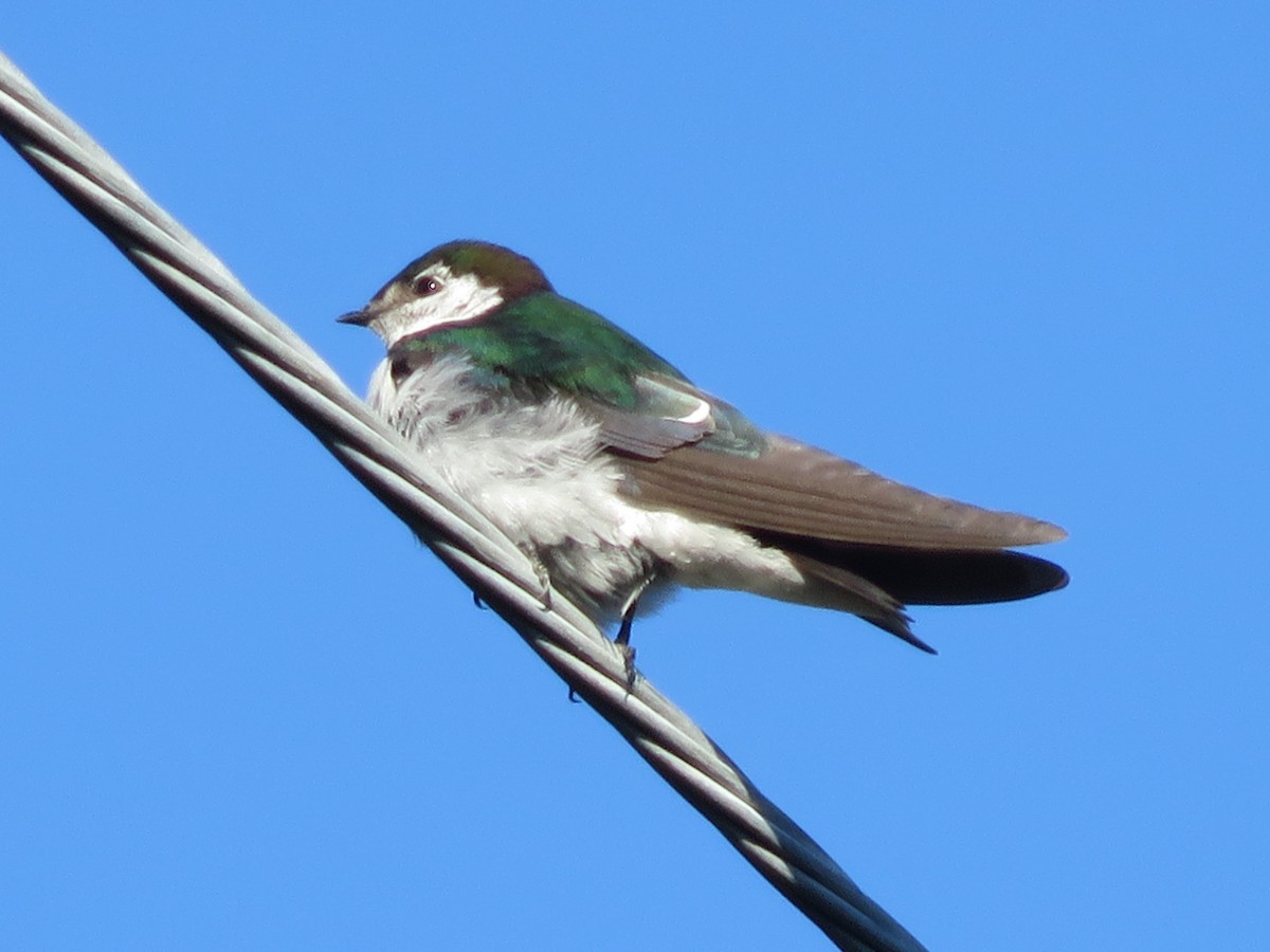 Violet-green Swallow - Kent Forward