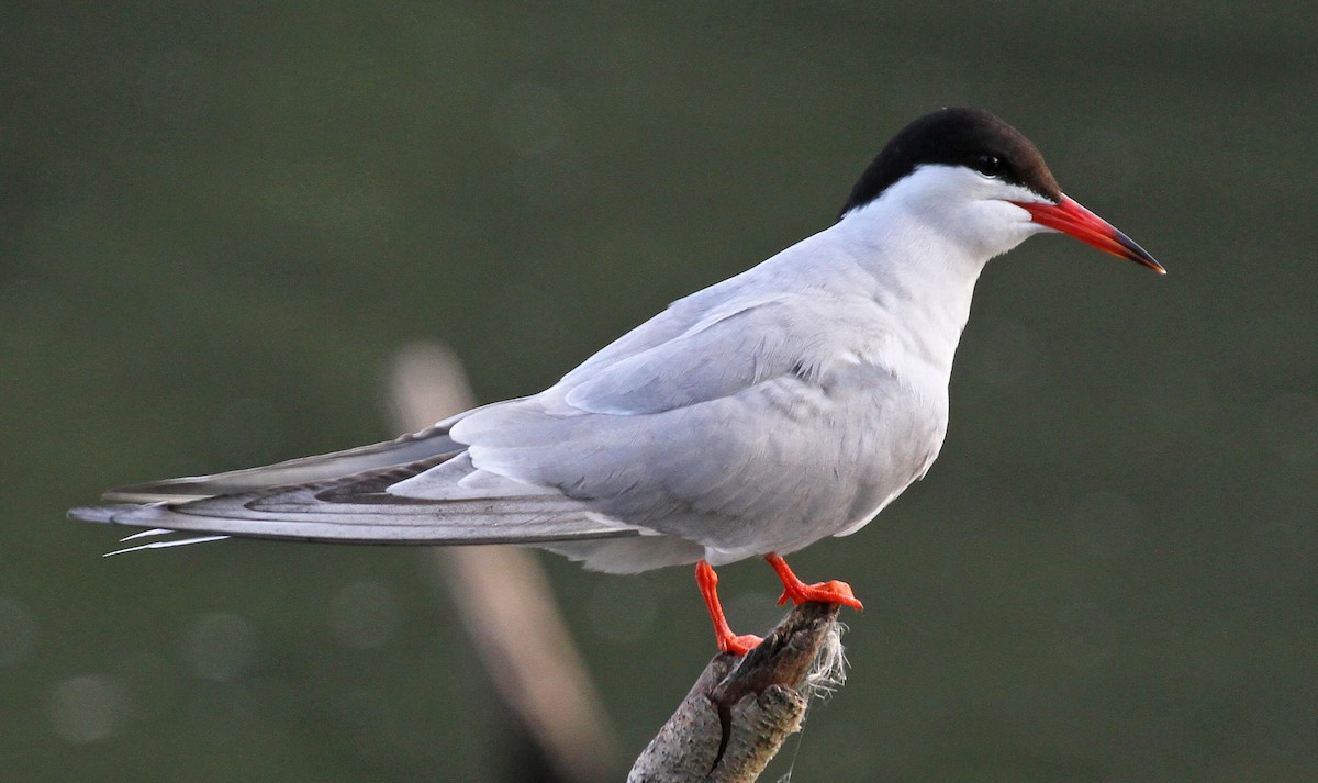 Common Tern - Paul Lewis