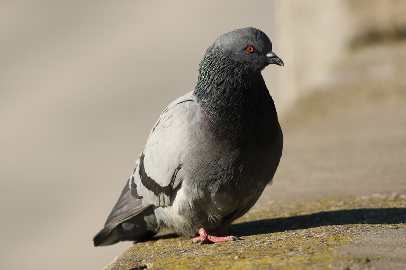 Rock Pigeon (Feral Pigeon) - J. Simón Tagtachian