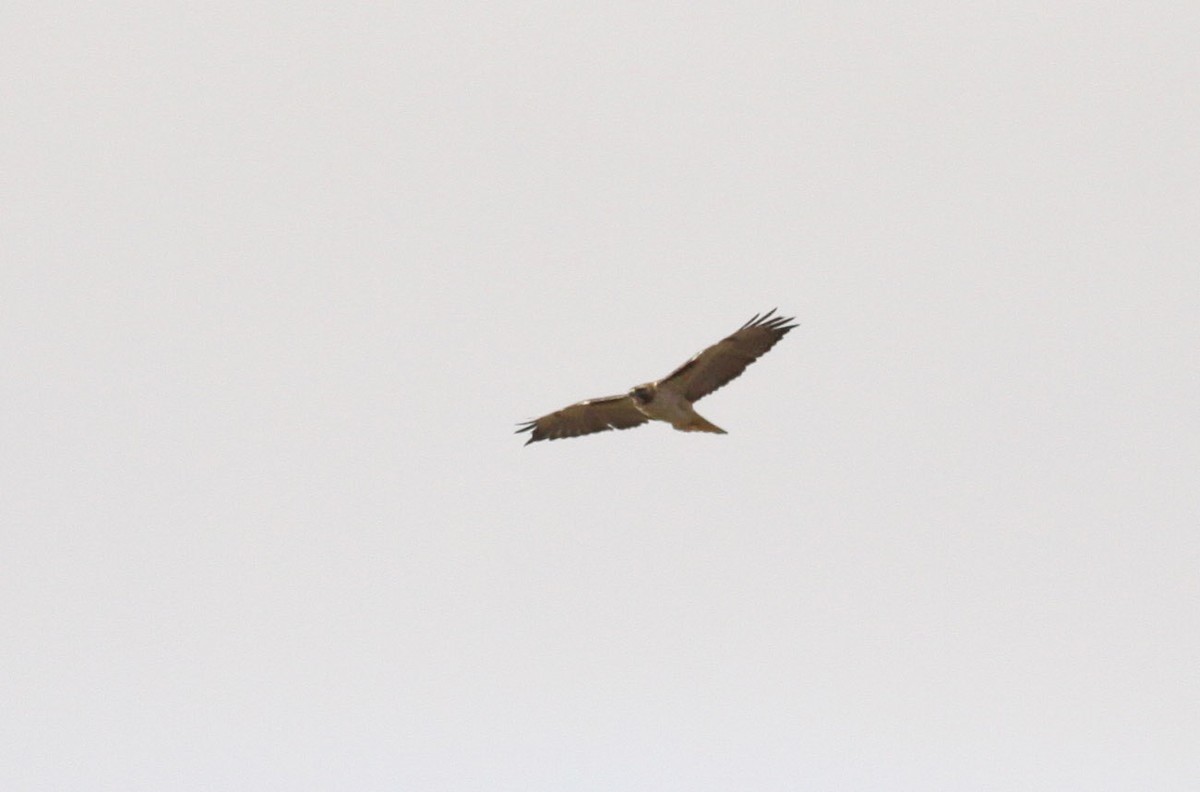 Red-tailed Hawk - ML108595001