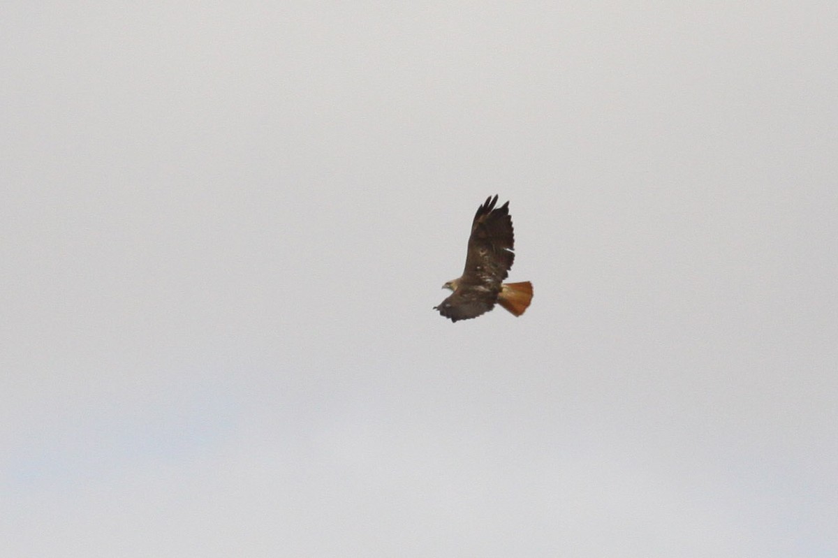 Red-tailed Hawk - ML108595121