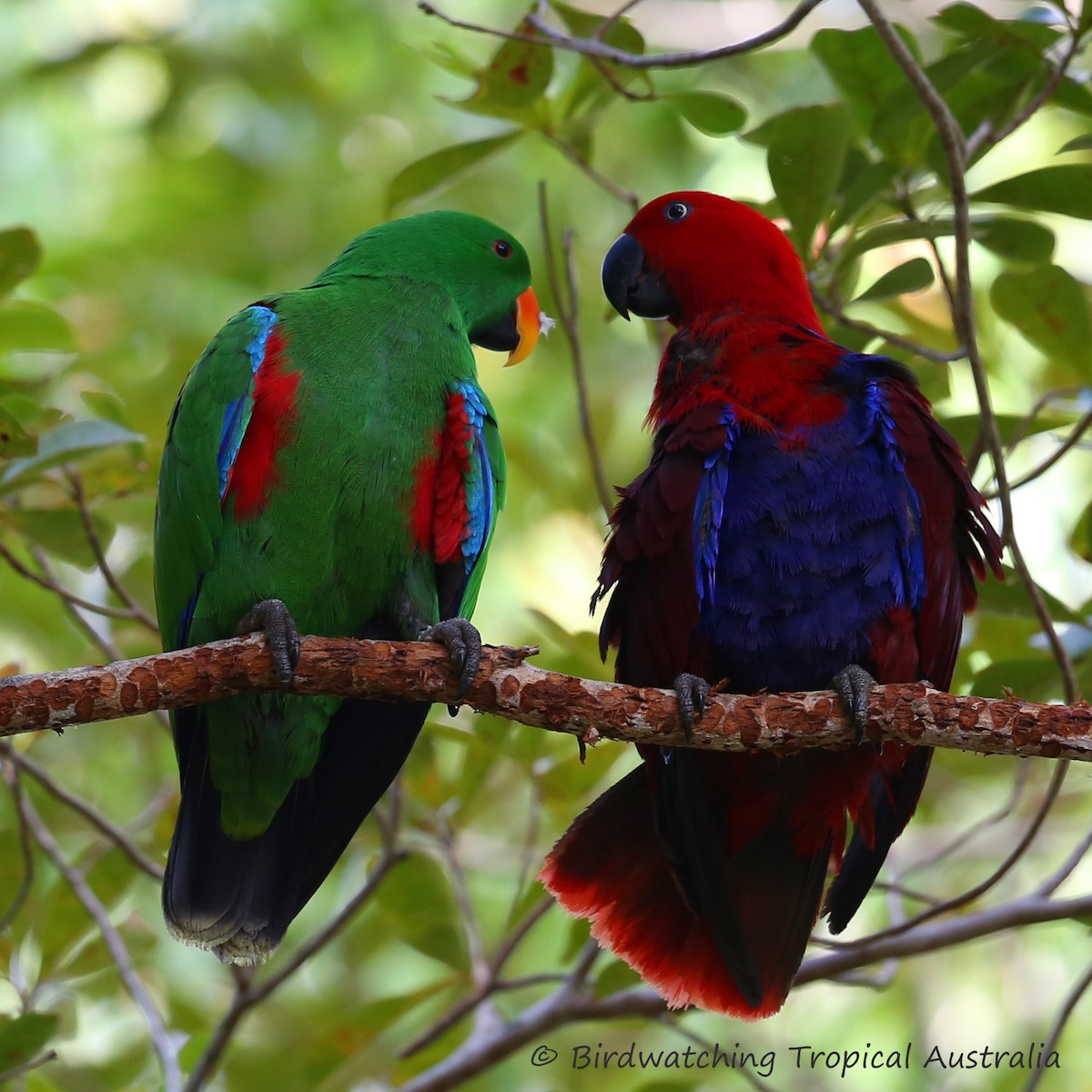 Papuan Eclectus - Doug Herrington || Birdwatching Tropical Australia Tours