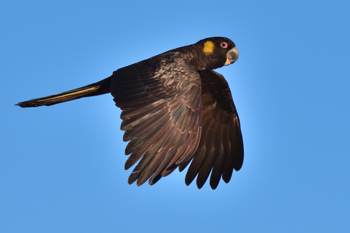 Yellow-tailed Black-Cockatoo - ML108601021