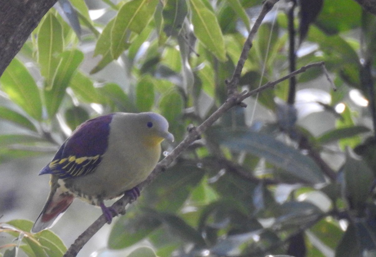 Gray-fronted Green-Pigeon - ML108601581
